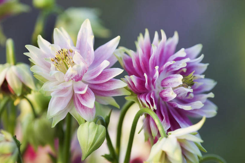 无人,横图,室外,特写,白天,留白,美景,植物,景观,花,花瓣,粉色,自然,春天,景色,摄影,清新,自然风光,柔焦,耧斗菜,彩图,对焦