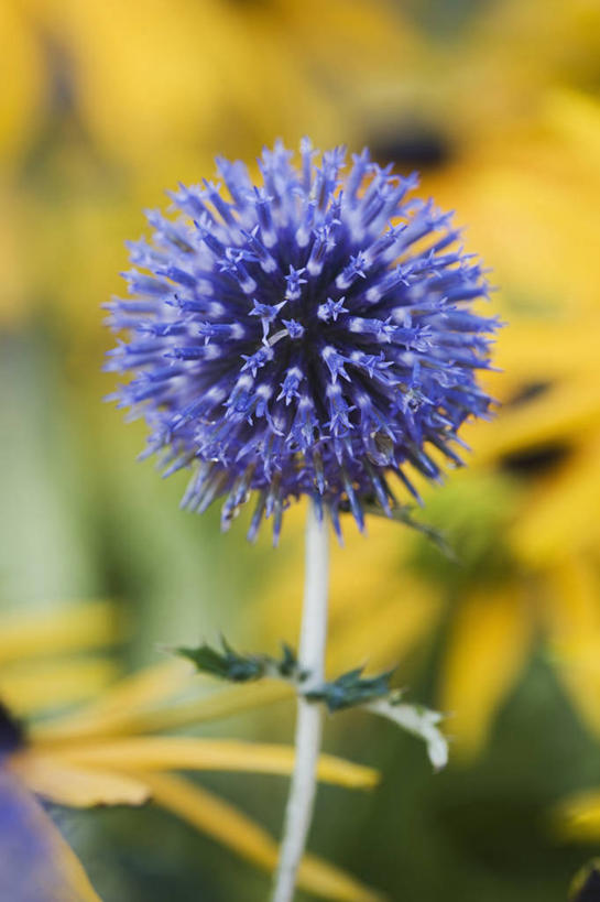 无人,竖图,室外,特写,白天,留白,美景,植物,种植,盛开,地球仪,景观,花蕾,花,花瓣,花朵,鲜花,一朵,黄色,蓝色,自然,花苞,花蕊,球体,蓟,景色,摄影,多样,清新,自然风光,柔焦,蓝刺头,彩图,对焦