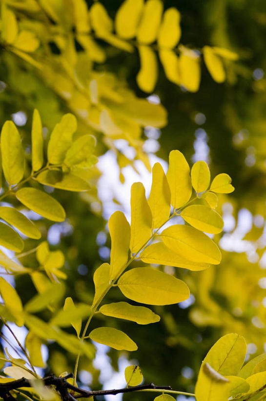 无人,竖图,室外,特写,白天,留白,镜头眩光,仰视,美景,植物,叶子,景观,枝,树,黄色,自然,夏天,景色,摄影,生长,清新,自然风光,柔焦,落叶树,弗里斯兰省,彩图,低角度拍摄,对焦