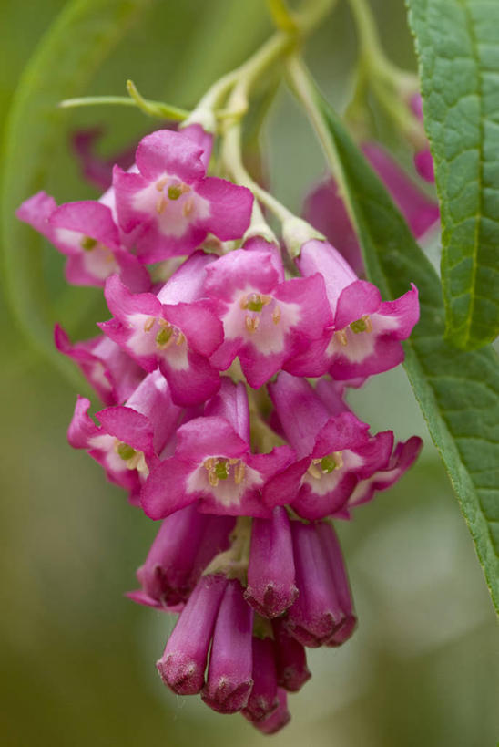 无人,竖图,室外,特写,白天,留白,美景,植物,景观,花,花瓣,粉色,自然,夏天,景色,摄影,灌木,明亮,清新,自然风光,落叶树,醉鱼草,彩图,对焦