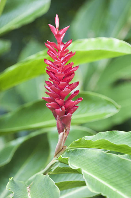 无人,竖图,室外,特写,白天,留白,美景,植物,叶子,景观,花,花瓣,红色,自然,夏天,紫姜,景色,摄影,生长,灌木,明亮,热带气候,清新,自然风光,彩图,对焦