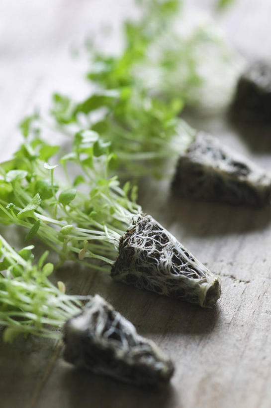 无人,竖图,特写,白天,留白,农业,美景,植物,桌子,叶子,一排,整齐,木制,景观,园艺,根部,排列,自然,四个,景色,摄影,生长,队列,清新,自然风光,柔焦,秧苗,开端,彩图,对焦,半边莲属