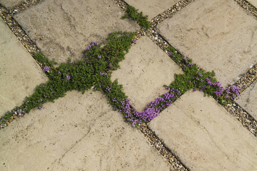 无人,横图,室外,白天,美景,植物,叶子,形状,景观,园艺,院子,花,花瓣,紫色,自然,景色,摄影,块状,生长,灌木,百里香,伸出,草本,自然风光,沙砾,沥青,几何形状,彩图