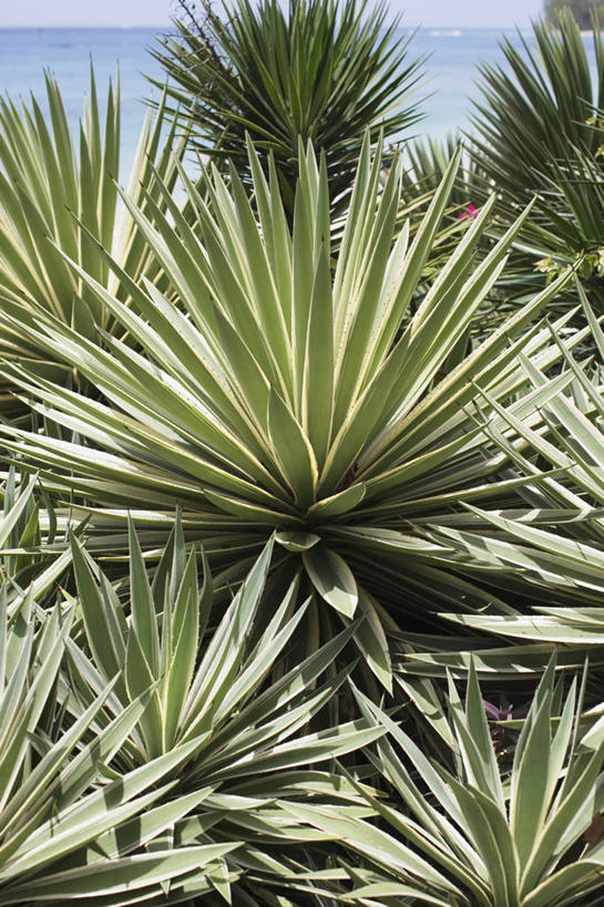 无人,竖图,室外,白天,美景,植物,建筑,叶子,景观,自然,奶油,夏天,景色,摄影,灌木,剑,热带气候,西印度群岛,清新,自然风光,常绿树,丝兰,刀刃,彩图