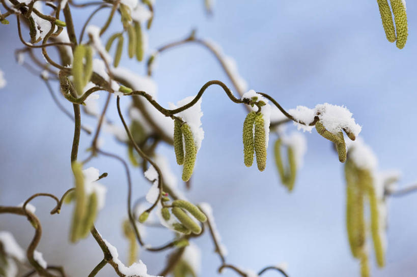 无人,横图,室外,特写,白天,留白,美景,雪,植物,环绕,缠绕,开瓶器,景观,冬天,坚果,茎,果实,果树,枝,天气,开瓶,花,花瓣,树,树木,黄色,蓝色,绿色,白色,天空,自然,干果,春天,景色,寒冷,摄影,生长,成长,灌木,开启,清新,自然风光,纠缠,榛子,启瓶器,落叶树,瓶启,山板栗,卷发,彩图,黑松,褪色柳,酒具,对焦,卷须