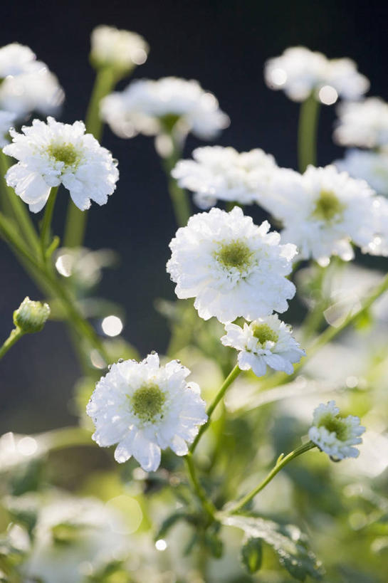 无人,竖图,室外,特写,白天,留白,美景,太阳,植物,日光,药,景观,花,花瓣,白色,自然,夏天,景色,摄影,艾菊,菊科植物,草本,清新,自然风光,柔焦,苍白,彩图,全画面,全框架,全帧,全画幅,对焦