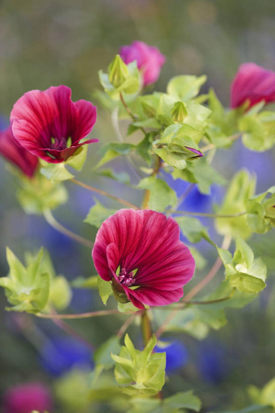 无人,竖图,室外,特写,白天,留白,美景,植物,叶子,景观,花,花瓣,粉色,自然,夏天,景色,摄影,生长,明亮,清新,自然风光,柔焦,金钱紫花葵,锦葵,荆葵,钱葵,淑气花,小白淑气花,恩惠,彩图,对焦