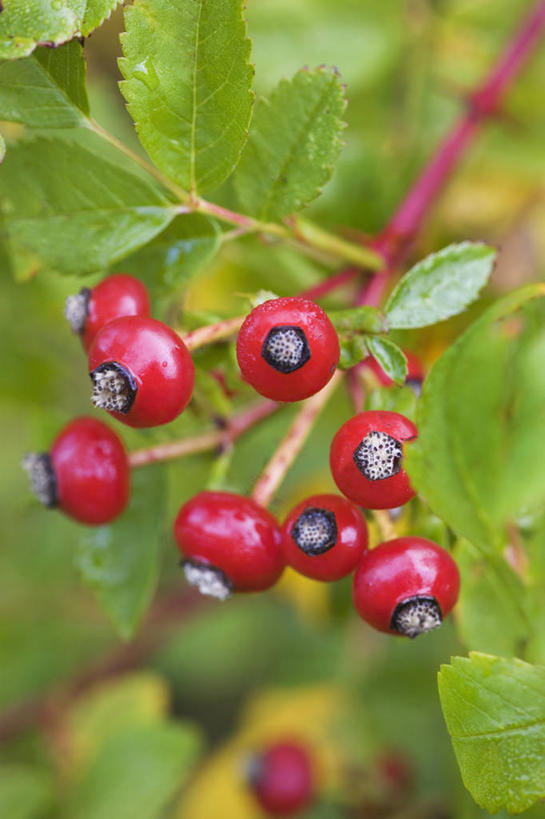 无人,竖图,室外,特写,白天,留白,美景,植物,玫瑰,浆果,叶子,景观,红色,自然,景色,摄影,生长,灌木,明亮,清新,自然风光,柔焦,蔷薇果,秋天,彩图,对焦