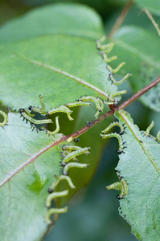 无人,吃,竖图,室外,特写,白天,留白,美景,植物,玫瑰,叶子,一群,许多,昆虫,景观,园艺,很多,破坏,破损,自然,景色,摄影,灌木,损坏,暴力,自然风光,问题,毁灭,进攻,害虫,喂养,畸形,毛虫,锯蝇,危险,彩图,对焦