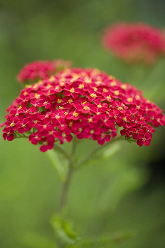 无人,竖图,室外,特写,白天,留白,美景,植物,景观,花,花瓣,红色,自然,夏天,景色,摄影,生长,明亮,脆弱,清新,自然风光,柔焦,西洋蓍草,彩图,对焦