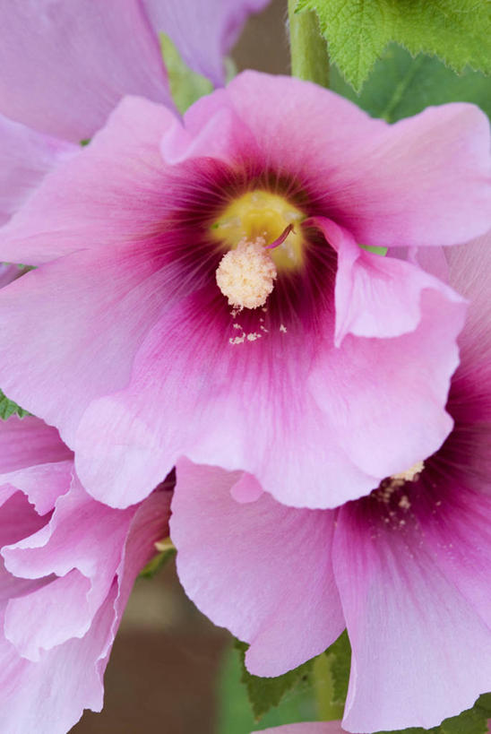 无人,竖图,室外,特写,白天,留白,美景,植物,景观,花,花瓣,粉色,自然,夏天,景色,摄影,明亮,清新,自然风光,蜀葵,彩图,全画面,全框架,全帧,全画幅,对焦,二年生植物