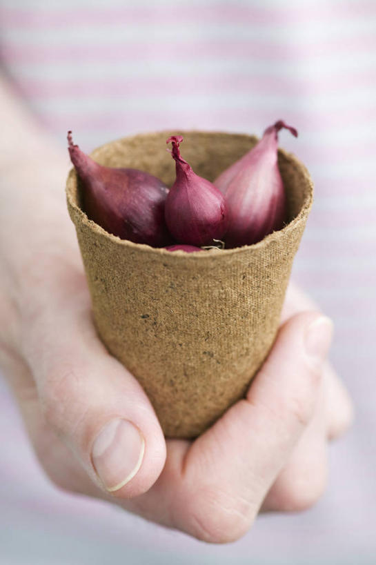 手,一个人,竖图,室外,特写,白天,留白,美景,植物,微生物,蔬菜,洋葱,花盆,种植,朦胧,模糊,新鲜,分离,景观,园艺,食品,种子,拿着,设备,饮食,物品,食物,自然,容器,春天,景色,人体,摄影,有机食品,绿色食品,清新,自然风光,分解,彩图,对焦,膳食纤维,降解,生物降解,生物降解材料