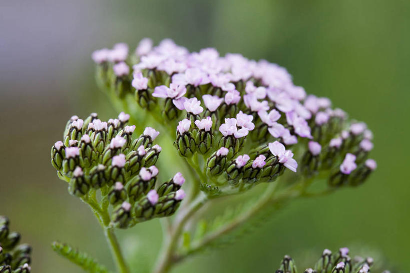 无人,横图,室外,特写,白天,留白,美景,植物,景观,花,花瓣,粉色,自然,夏天,景色,摄影,生长,脆弱,清新,自然风光,柔焦,苍白,西洋蓍草,彩图,对焦