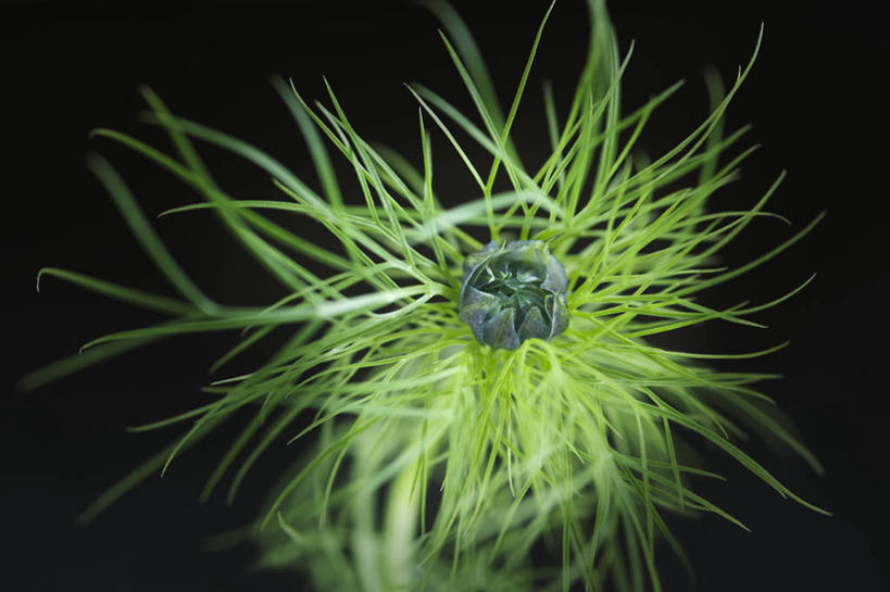无人,横图,室内,特写,白天,留白,美景,植物,静物,叶子,黑色背景,景观,调味,香料,佐料,花蕾,花,自然,景色,摄影,生长,葛缕子,配料,脆弱,清新,自然风光,柔焦,作料,柔和,设计,彩图,对焦