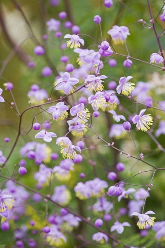 无人,竖图,室外,特写,白天,美景,植物,景观,花,粉色,自然,夏天,景色,摄影,脆弱,雄蕊,自然风光,柔和,彩图,全画面,全框架,全帧,唐松草,全画幅,美人