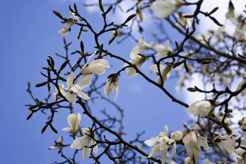 无人,横图,室外,白天,留白,仰视,美景,植物,玉兰花,景观,枝,花,花瓣,树,蓝色,白色,天空,自然,春天,向上看,景色,摄影,生长,灌木,清新,自然风光,苍白,辛夷,落叶树,驴羚,木兰花,玉兰,应春花,木兰,白玉兰,玉树,彩图,低角度拍摄,望春,玉堂春