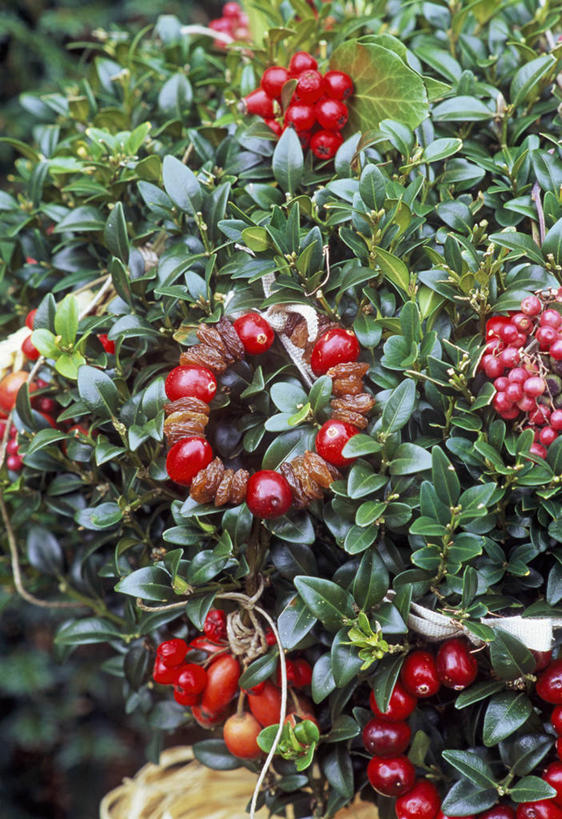 无人,竖图,室外,特写,白天,美景,圣诞节,吊挂,悬挂,装饰,花环,景观,冬天,食品,饮品,挂,饮食,盒子,食物,饮料,红色,自然,干果,葡萄干,景色,摄影,臀,可口,自然风光,手艺,曲别针,适口,休闲活动,彩图