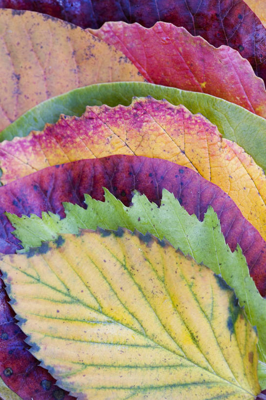 无人,竖图,俯视,彩色,室外,特写,白天,背景,彩虹,美景,枫树,叶子,形状,景观,树,红色,自然,橙色,景色,季节,摄影,多样,五颜六色,色彩斑斓,自然风光,橡树,五彩缤纷,反差,落叶树,肌理,五彩斑斓,五光十色,漆树,叶脉,秋天,彩图,高角度拍摄,全画面,全框架,全帧,全画幅