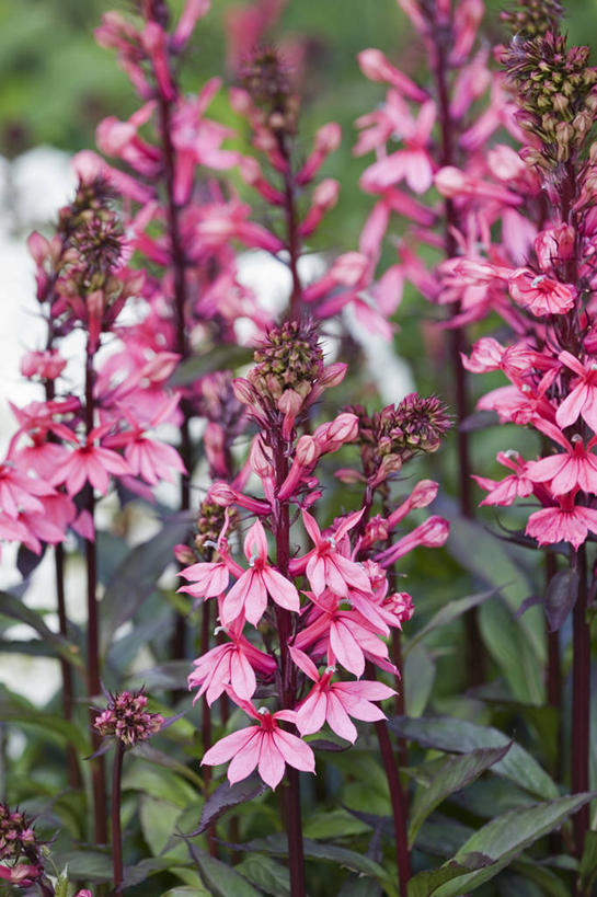 无人,竖图,室外,特写,白天,背景,美景,植物,许多,景观,尖顶,很多,花,粉色,自然,夏天,景色,摄影,自然风光,彩图,全画面,全框架,全帧,全画幅,多年生植物,半边莲属