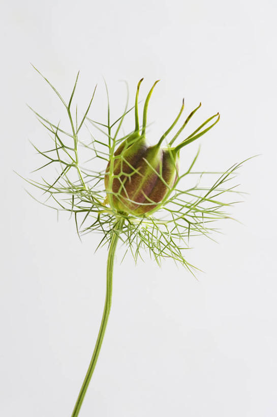 无人,竖图,室内,特写,白天,留白,白色背景,美景,植物,叶子,景观,调味,香料,佐料,种子,一个,自然,景色,摄影,生长,单个,葛缕子,配料,清新,自然风光,作料,彩图,影棚拍摄