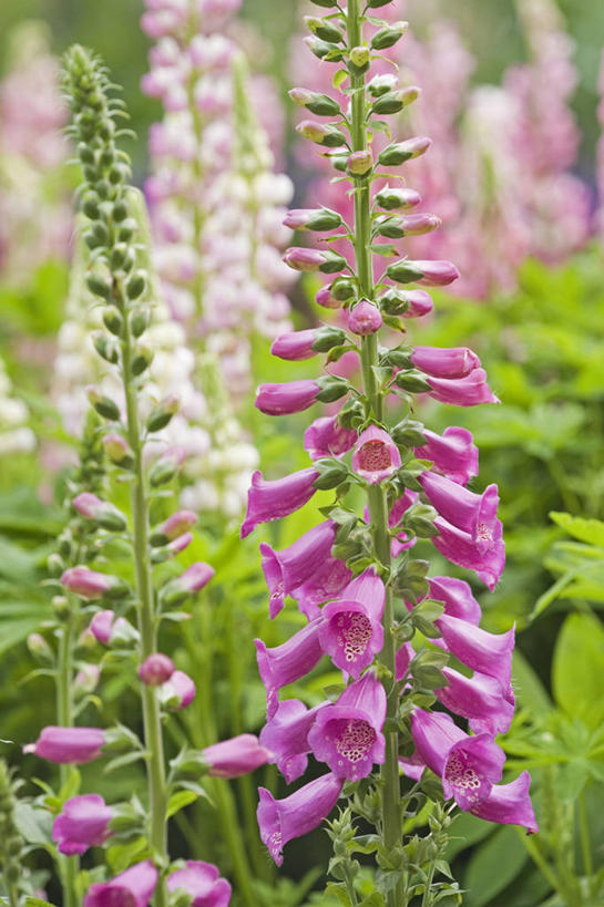 无人,竖图,室外,特写,白天,美景,植物,景观,古典,花,自然,夏天,景色,摄影,毛地黄,自然风光,彩图,全画面,全框架,全帧,全画幅,多年生植物