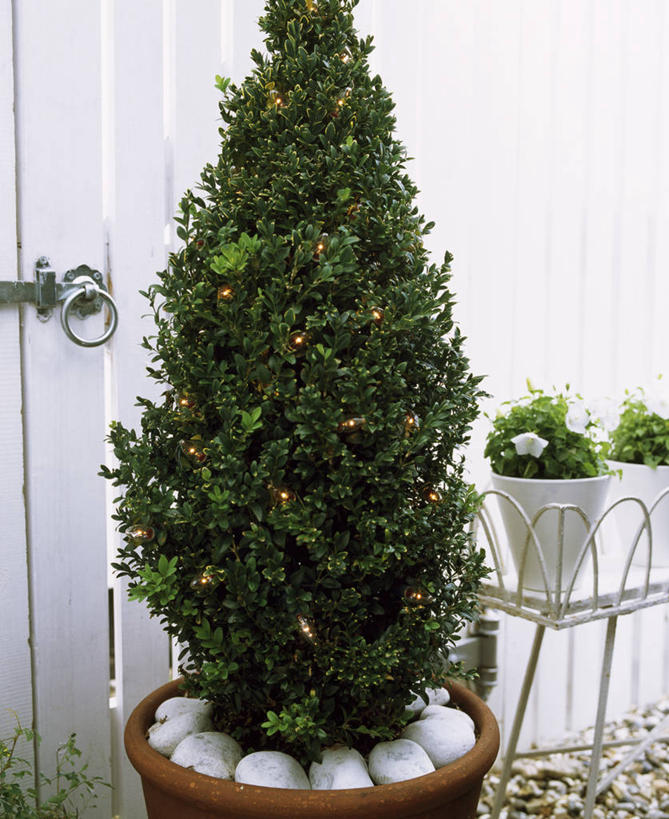 无人,竖图,室外,特写,白天,美景,花盆,照明,圣诞节,形状,正装,彩灯,圆锥,景观,灯光,圣诞树,灯,一个,白色,自然,容器,灯具,鹅卵石,景色,摄影,花灯,单个,灌木,照亮,高雅,简单,照明设备,自然风光,曲别针,圣诞灯,常绿树,彩图,传统文化,模塑,堆肥