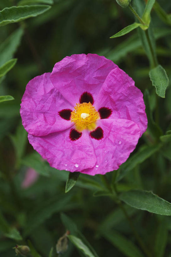 无人,竖图,室外,特写,白天,留白,美景,植物,褶皱,景观,花,一个,粉色,自然,夏天,景色,摄影,生长,单个,灌木,明亮,清新,自然风光,岩蔷薇,彩图