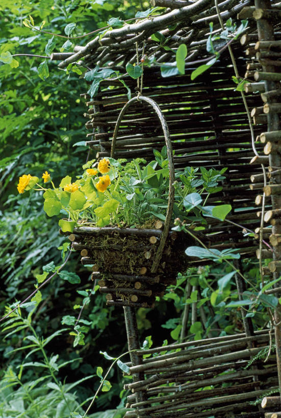 无人,竖图,室外,特写,白天,美景,景观,薄荷叶,饮食,花,黄色,自然,景色,摄影,鼠尾草,草本,自然风光,旱金莲花,彩图