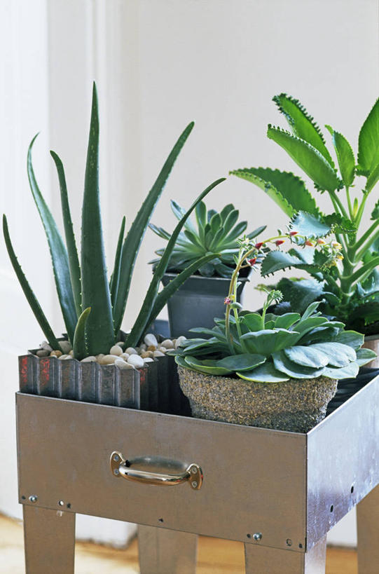 无人,竖图,室内,特写,白天,爱情,美景,植物,芦荟,仙人掌,叶子,花盆,盆栽,景观,宝石花,现代,灰色,自然,景色,摄影,石莲花,自然风光,收集,勤劳,彩图,肉质植物