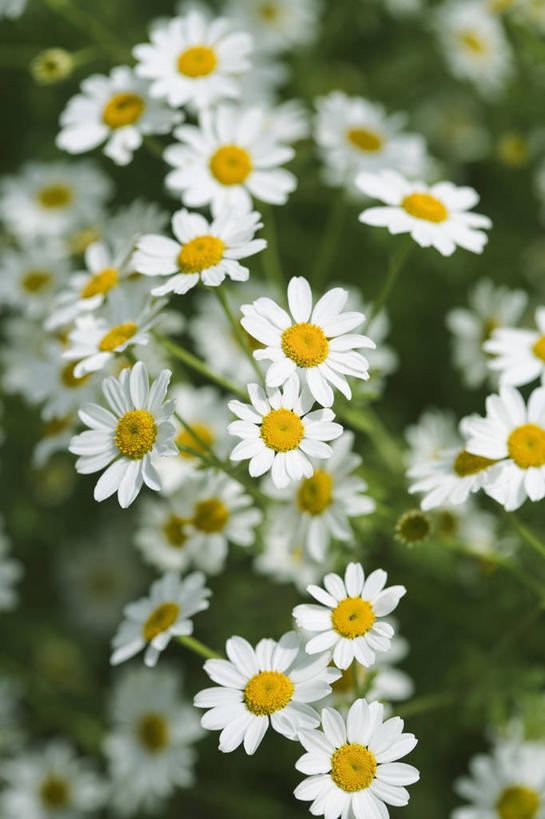 无人,竖图,室外,特写,白天,留白,美景,植物,景观,草药,花,一个,自然,夏天,景色,摄影,生长,单个,明亮,菊科植物,草本,清新,自然风光,彩图