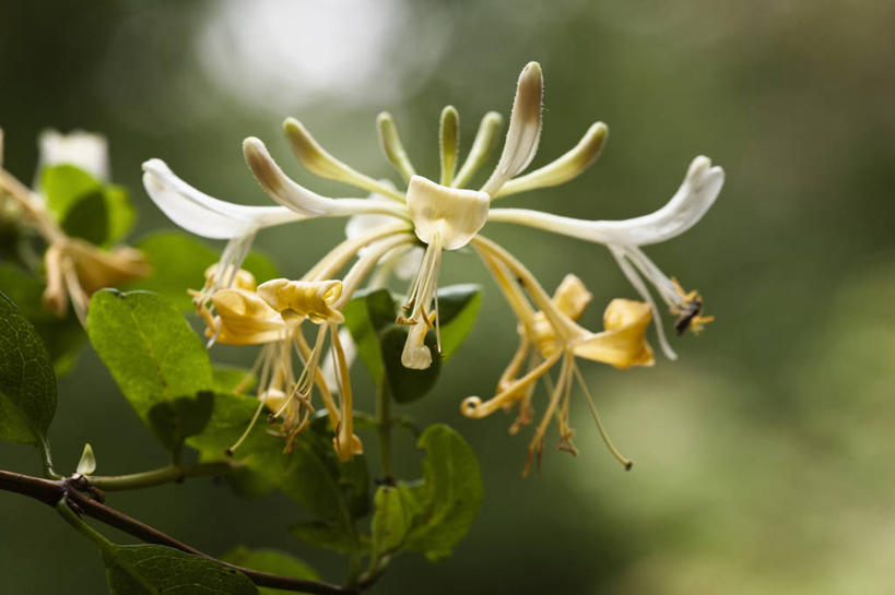 无人,横图,室外,特写,白天,留白,美景,植物,景观,花,一个,黄色,自然,夏天,景色,摄影,单个,灌木,雄蕊,清新,自然风光,忍冬,彩图