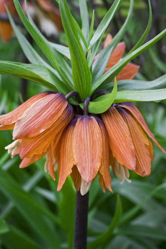 无人,竖图,室外,特写,白天,留白,美景,植物,蔬菜,叶子,新鲜,景观,食品,花,花瓣,食物,自然,春天,橙色,景色,摄影,有机食品,绿色食品,生长,明亮,清新,自然风光,豹纹蝶,贝母,彩图,全画面,全框架,全帧,全画幅