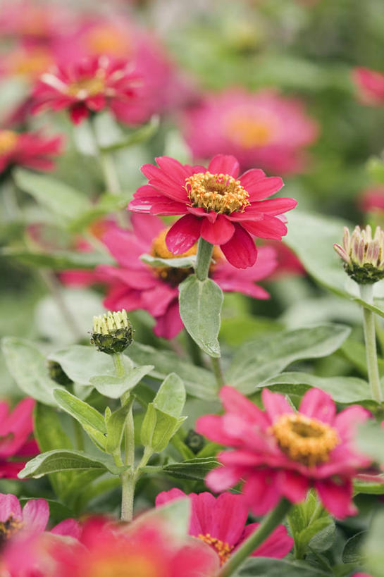 无人,竖图,彩色,室外,特写,白天,美景,植物,景观,鱼尾菊,床上用品,一个,粉色,自然,夏天,景色,摄影,单个,五颜六色,色彩斑斓,自然风光,五彩缤纷,五彩斑斓,五光十色,彩图