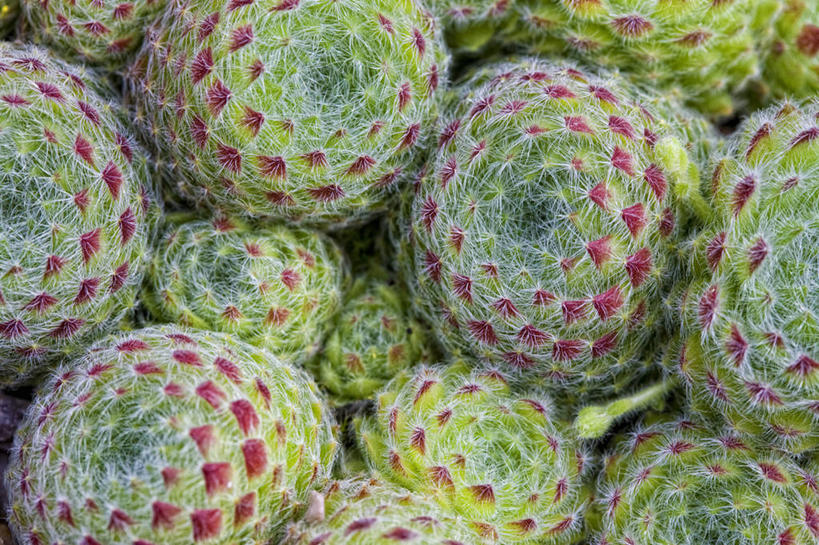 无人,横图,室外,特写,白天,美景,植物,景观,粉色,自然,景色,摄影,生长,石莲花,自然风光,柔焦,彩图,全画面,全框架,全帧,肉质植物,全画幅,长生花