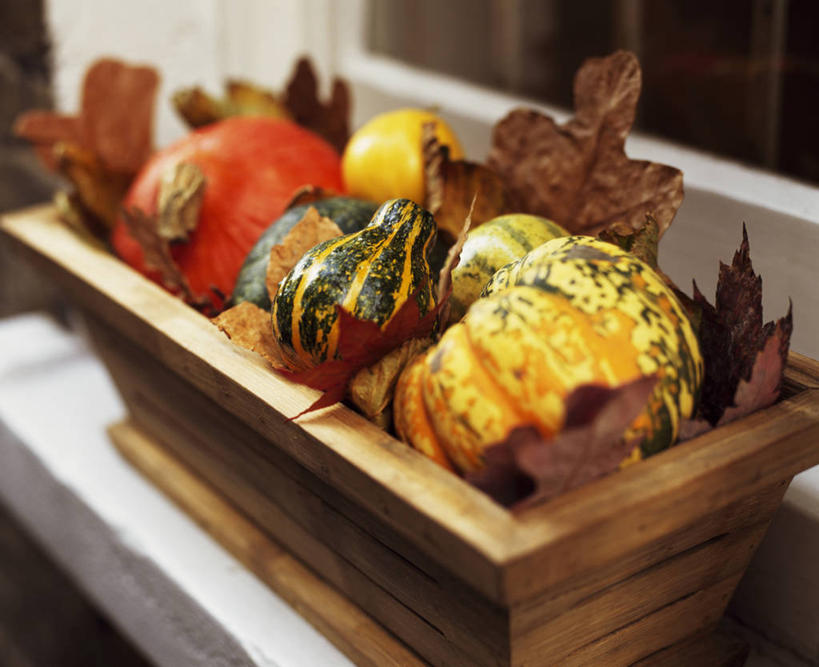 无人,横图,室外,特写,白天,美景,植物,南瓜,蔬菜,装饰,葫芦,景观,自然,橙色,万圣节,景色,季节,摄影,落下,收获,自然风光,式样,秋天,彩图