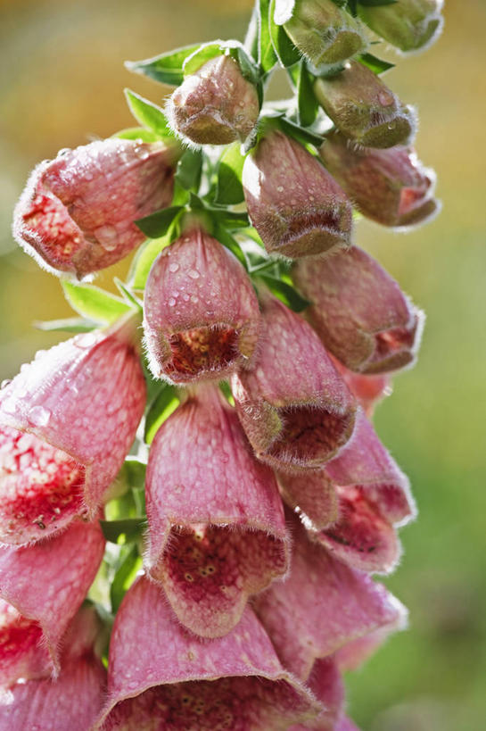 无人,竖图,室外,特写,白天,留白,美景,水,雨,植物,湿,景观,花,一个,粉色,自然,夏天,景色,摄影,生长,单个,毛地黄,清新,自然风光,圆柱体,彩图