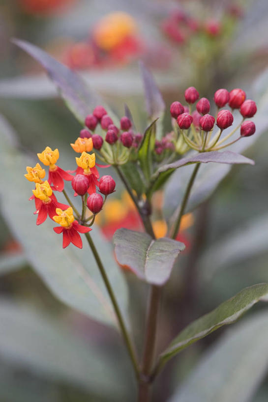无人,竖图,彩色,室外,特写,白天,美景,植物,景观,草药,药草,中药,花,自然,花束,景色,摄影,灌木,五颜六色,色彩斑斓,雄蕊,自然风光,药材,中草药,五彩缤纷,中药材,本草,马利筋,常绿树,五彩斑斓,五光十色,彩图