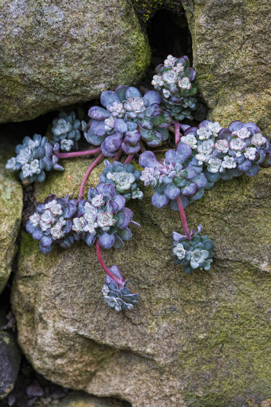 无人,竖图,室外,特写,白天,留白,美景,植物,叶子,裂缝,墙,景观,草药,药草,中药,花,紫色,灰色,自然,景色,摄影,生长,清新,景天,自然风光,药材,中草药,中药材,本草,八宝,岩石,彩图,包菜还阳,活血三七