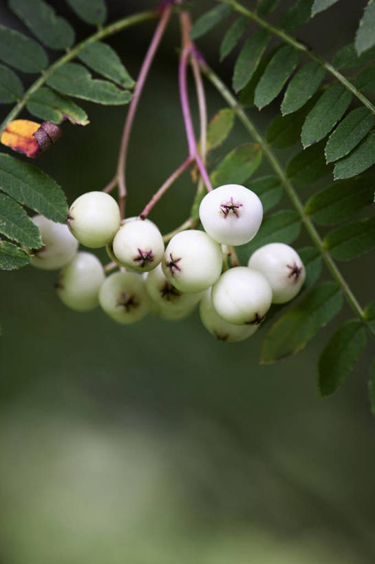 无人,竖图,室外,特写,白天,留白,美景,植物,吊挂,悬挂,景观,挂,树,一个,自然,景色,忧伤,摄影,生长,单个,美好,自然风光,善良,痛苦,忠诚,落叶树,花楸,红果臭山槐,百华花楸,马加木,秋天,彩图,哭泣,欧洲花楸