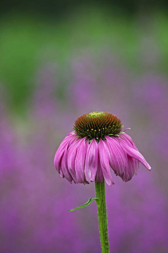 无人,竖图,室外,特写,白天,留白,美景,植物,景观,花,花瓣,一个,粉色,自然,夏天,景色,摄影,生长,单个,清新,自然风光,紫锥花,叛逆,秋天,彩图,多年生植物