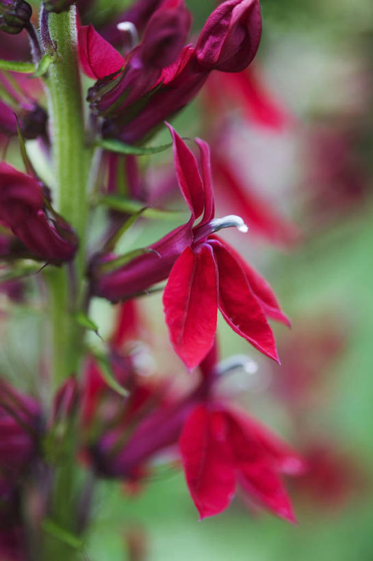 无人,竖图,彩色,室外,特写,白天,留白,美景,植物,盛开,景观,花蕾,花,花瓣,花朵,鲜花,一朵,一个,红色,自然,夏天,花苞,花蕊,景色,摄影,生长,单个,五颜六色,明亮,色彩斑斓,清新,自然风光,柔焦,五彩缤纷,五彩斑斓,五光十色,彩图,半边莲属
