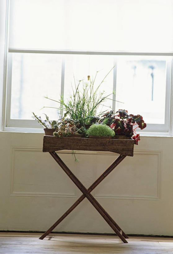 无人,竖图,室内,特写,白天,美景,植物,窗户,花盆,生锈,盆栽,景观,一个,自然,油罐,景色,摄影,单个,腐蚀,侵蚀,自然风光,收集,腐化,锈迹斑斑,彩图