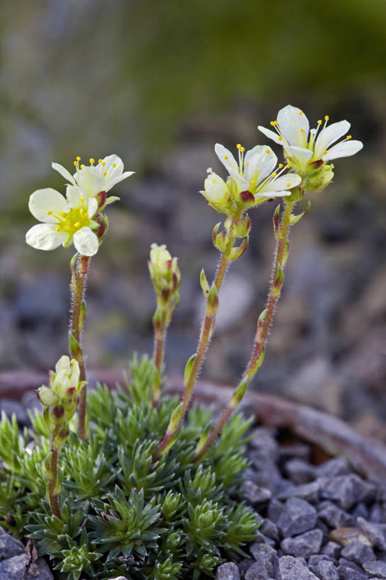 无人,竖图,室外,特写,白天,留白,美景,植物,虎耳草,小的,景观,草药,药草,中药,花,一个,黄色,自然,夏天,景色,摄影,单个,清新,自然风光,药材,中草药,柔焦,坚持,阿尔卑斯山脉,苍白,中药材,本草,持续,石荷叶,老虎草,金线吊芙蓉,金丝荷叶,彩图,肉质植物