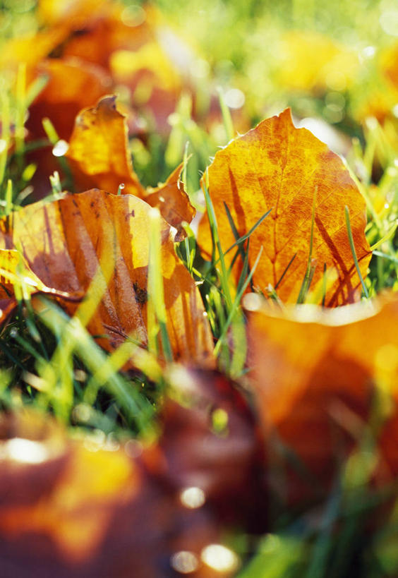 无人,竖图,室外,特写,白天,美景,叶子,景观,自然,职业,橙色,景色,摄影,落下,自然风光,秋天,彩图,家务劳动