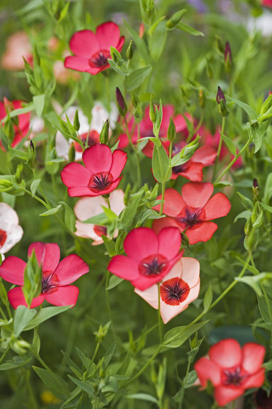无人,竖图,彩色,室外,特写,白天,美景,植物,许多,景观,亚麻,很多,花,红色,自然,夏天,景色,摄影,五颜六色,色彩斑斓,自然风光,五彩缤纷,五彩斑斓,五光十色,彩图