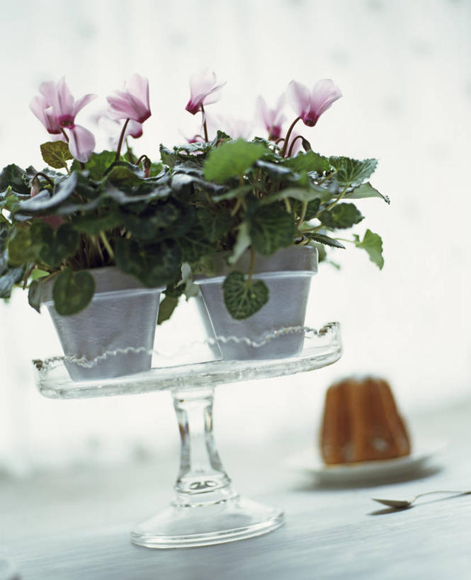 无人,竖图,室内,特写,白天,美景,桌子,眼镜,景观,花,两个,粉色,自然,景色,摄影,自然风光,蛋糕台,彩图