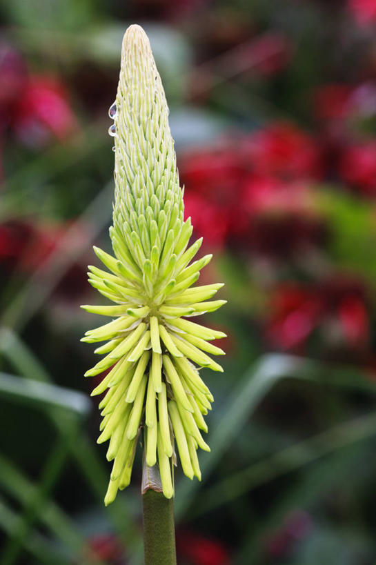 无人,竖图,室外,特写,白天,留白,热情,美景,植物,景观,尖顶,花,一个,黄色,自然,夏天,景色,摄影,生长,单个,清新,自然风光,圆柱体,思念,火把莲,火炬百合,火炬花,彩图,剑叶兰