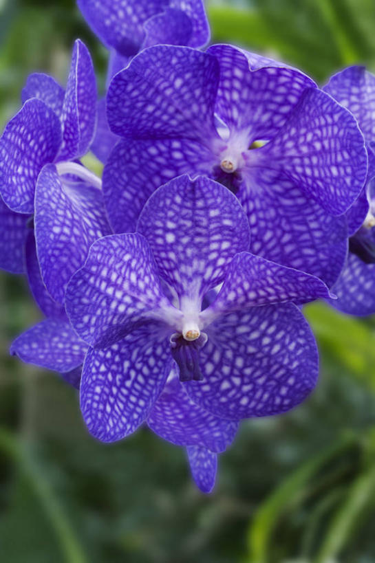 无人,竖图,室外,特写,白天,留白,美景,植物,景观,花,一个,紫色,自然,景色,摄影,单个,明亮,高雅,热带气候,清新,自然风光,淡泊,花中君子,万代兰,式样,兰花,彩图