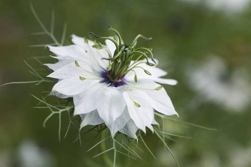 无人,横图,室外,特写,白天,留白,美景,植物,景观,调味,香料,佐料,花,花瓣,一个,自然,夏天,景色,摄影,生长,单个,葛缕子,配料,脆弱,清新,自然风光,作料,彩图