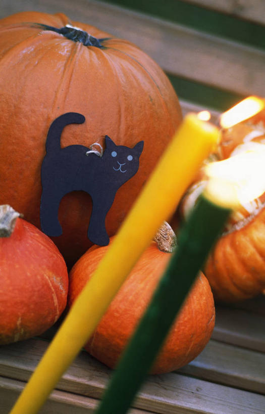 无人,竖图,室外,特写,白天,美景,植物,猫,南瓜,蔬菜,蜡烛,装饰,葫芦,火焰,景观,黑色,自然,橙色,万圣节,景色,季节,摄影,收获,自然风光,秋天,彩图